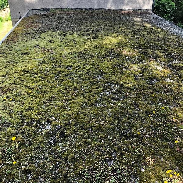 Roof moss removal Scotland & Cumbria
